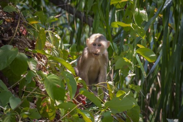 Disparition des 2/3 de la faune sauvage en 50 ans