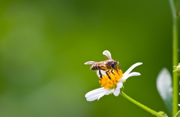 Abeille