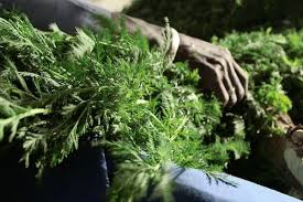 Madagascar, son étrange stratégie sanitaire